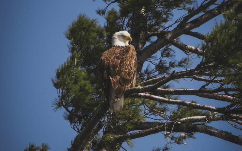 nelson-lake-eagle-1