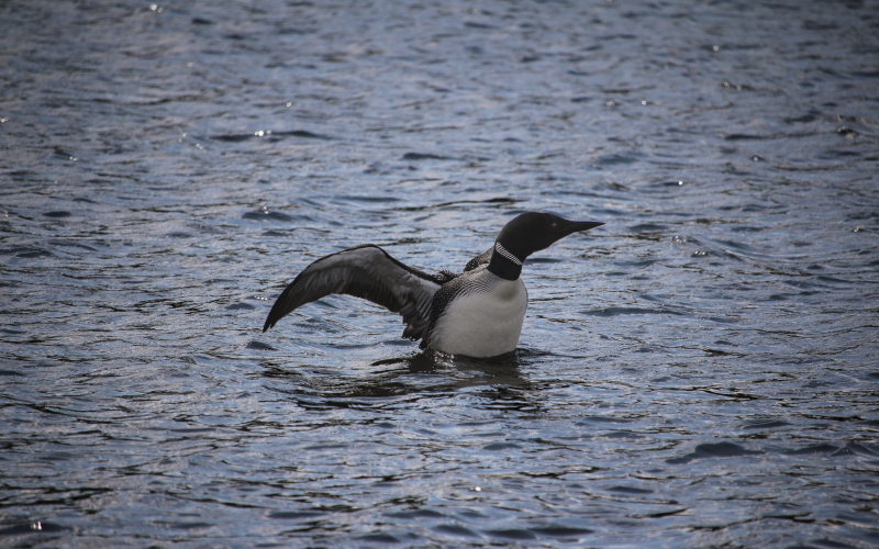 nelson-lake-loon